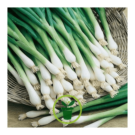 Des images de diff�rentes plantes